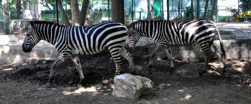 Otra página para el zoológico de Camagüey