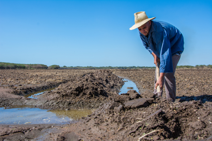 Foto: Leandro Pérez Pérez/Adelante/Archivo Incrementa Camagüey áreas de siembra en la actual campaña de frío