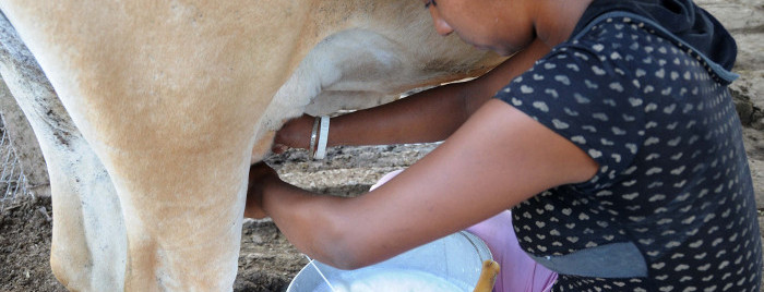 Campesinos camagüeyanos entregan más leche a la industria