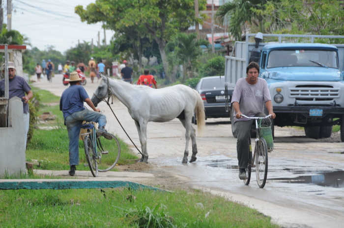 Protección de animales: ¿Sí o no? 