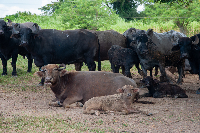 Fotos: Leandro Pérez Pérez/Adelante Maraguán: desafíos en el umbral de los 40