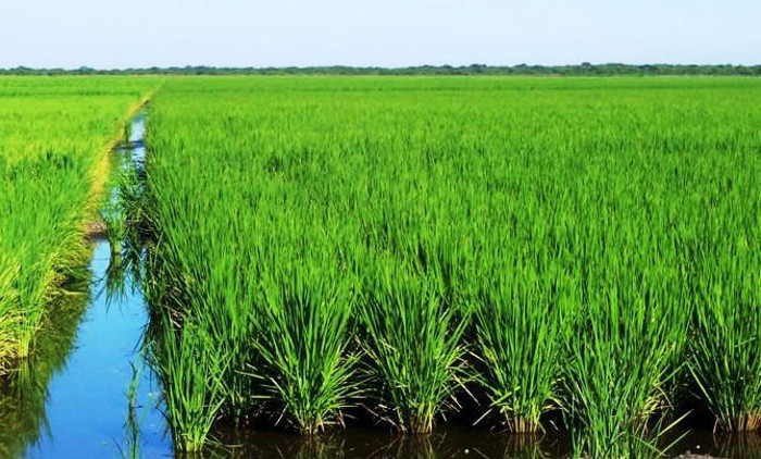 Photo: Archive They contribute to the saving of water in rice cultivation in Camagüey