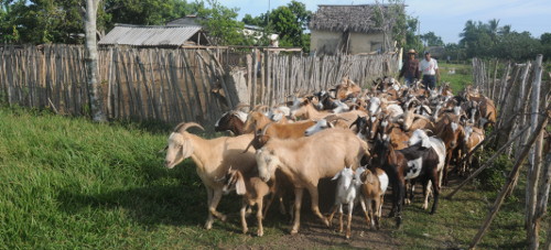 Fomenta Camagüey desarrollo de la ganadería caprina