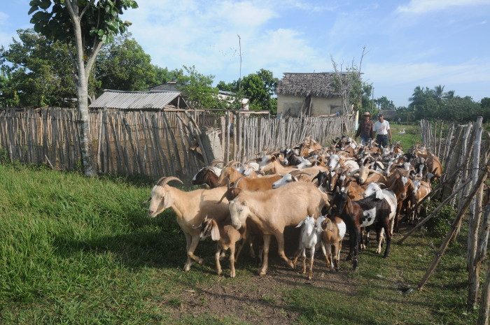 Fomenta Camagüey desarrollo de la ganadería caprina