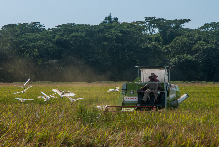 Foto: Leandro Pérez Pérez/Adelante/Archivo Cooperativa floridana vende 10 000 quintales de arroz
