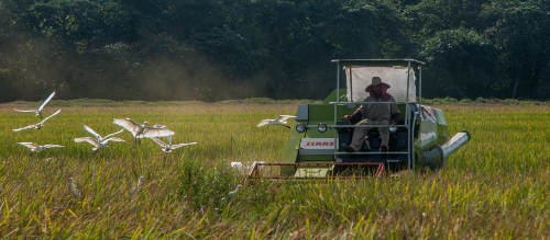 Cooperativa floridana vende 10 000 quintales de arroz