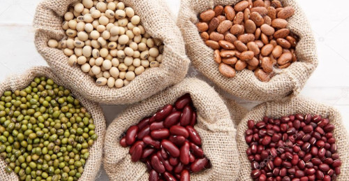 Potencia centro de investigación camagüeyano la producción de semillas de frijol