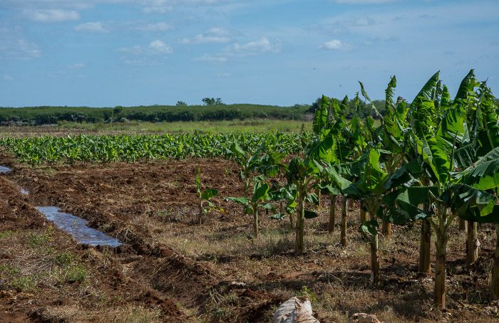 Foto: Leandro Pérez Pérez/Adelante/Archivo Autoabastecimiento municipal favorece alimentación en Cuba