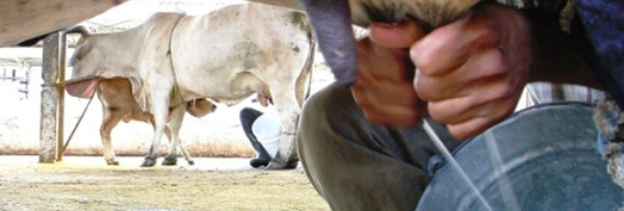 Ganaderos camagüeyanos sobrecumplen producción de leche
