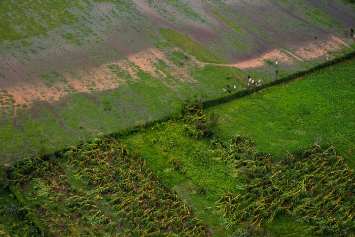 Foto: Leandro Pérez Pérez/Adelante La estirpe que salvó la noche