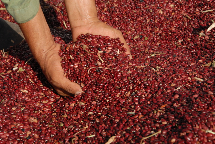 Analiza resultados científicos entidad de investigaciones de granos