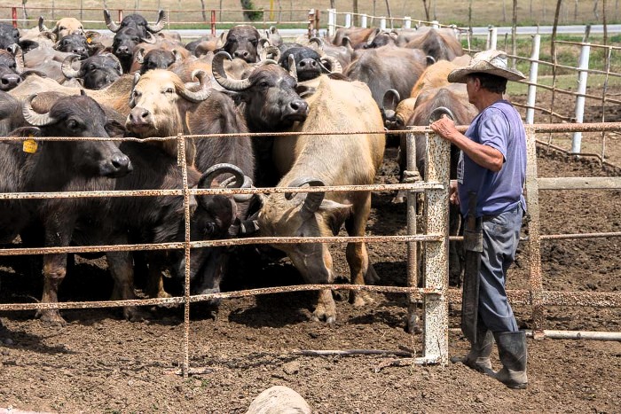 Photo: Leandro Pérez Pérez / Adelante / Archive Camagüey exceed its year´s plan of milk delivery