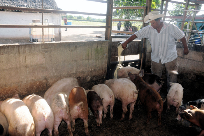 Chichi, un guajiro de pocas palabras