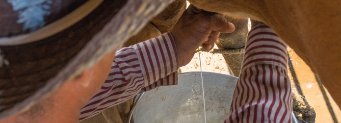 Supera Camagüey entrega de leche de los últimos 28 años 