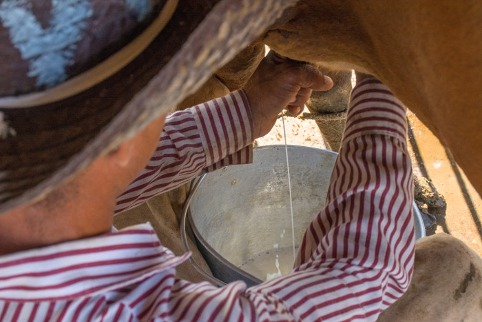 Fotos: Leandro Pérez Pérez/Adelante/Archivo Supera Camagüey entrega de leche de los últimos 28 años