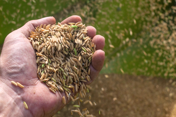 Foto: Leandro Pérez Pérez/ Adelante Arroceros camagüeyanos superan récord histórico de producción del cereal