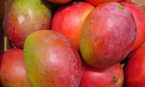 El mango: fruta popular 