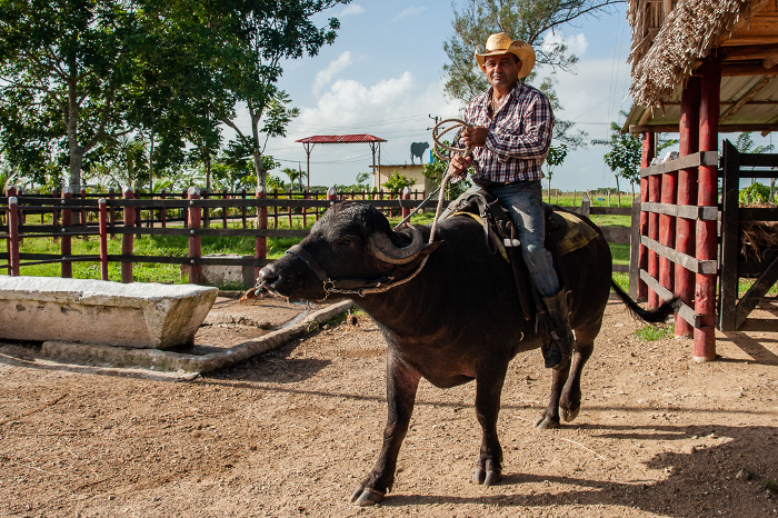 Photo: Leandro Pérez Pérez/Adelante The buffaloes magician