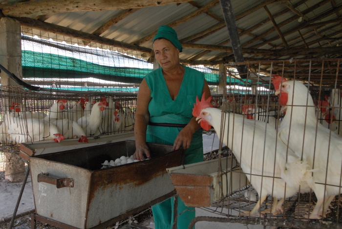 Foto: Otilio Rivero Delgado/Adelante/Archivo ¿Por qué la escasez de huevos en Camagüey?