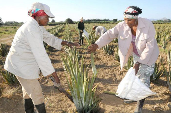 La Sábila tiene muchos usos medicinales y cosméticos. Foto: Tomada de granma.cu Crece en Camagüey siembra de plantas medicinales