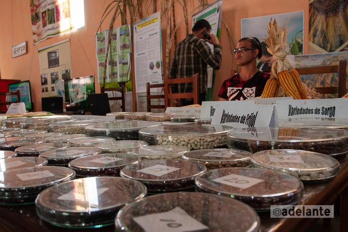 Foto: Leandro Pérez Pérez/Adelante Estación de Investigaciones de Granos potencia nuevas variedades de maiz