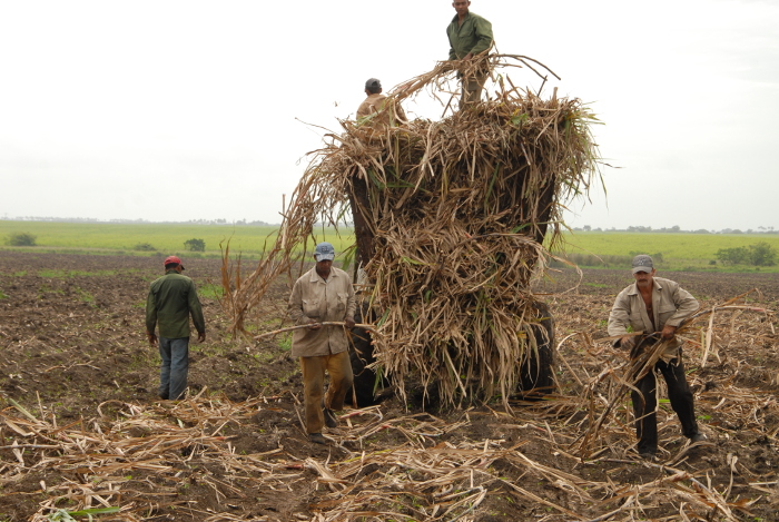 Por más caña en Santa Cruz del Sur