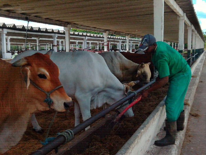 Dariel Blanco, jefe de brigada de alimentación en el Macho, vela por el cumplimiento de la dieta de los animales durante los dos meses que dura la ceba final. Foto: De la  autora  Agua de mar suplementa alimentación del ganado en Camagüey