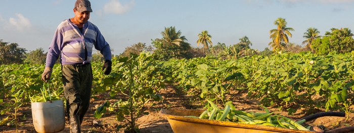 En Camagüey evento nacional de la Agricultura Suburbana