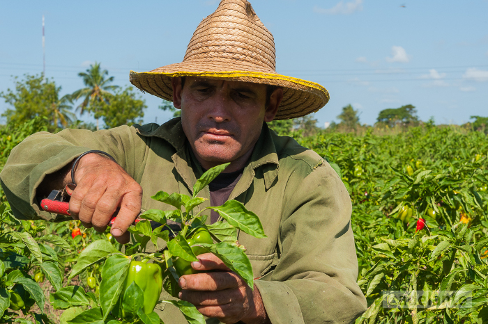 Fotos: Leandro Pérez Pérez/Adelante A la tierra, el corazón y después las manos/camaguey
