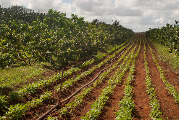 Fotos: Leandro Pérez Pérez/Adelante