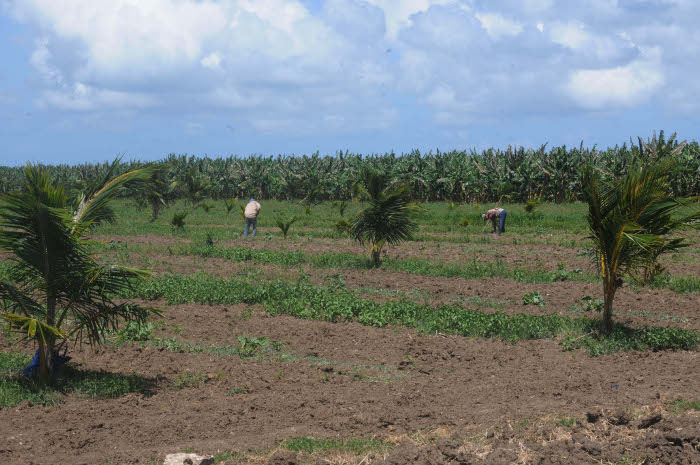 Examinan en Camagüey programas de desarrollo agropecuario