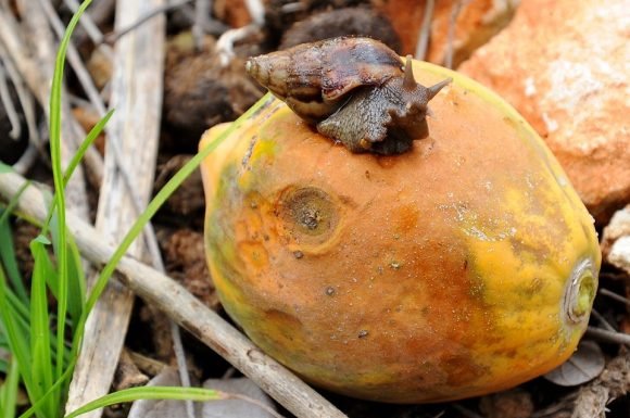 Foto: Archivo Vigentes medidas de control para el caracol africano