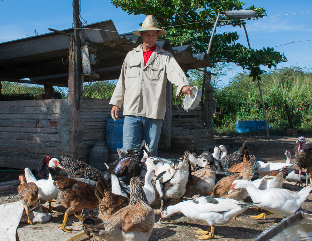 Fotos: Leandro Pérez Pérez/Adelante El campo necesita el empuje de la juventud/camaguey