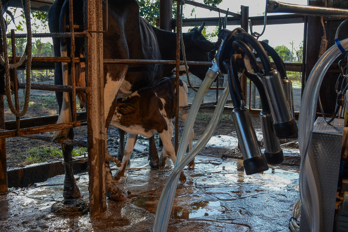 La cooperativa de créditos y servicios Evelio Rodríguez Curbelo de Jimaguayú, se ratifica como puntera de la ganadería en Cuba al ser la primera que llegó al millón de litros de leche de vaca entregados a la industria. Foto: Leandro Pérez Pérez/Adelante/Archivo Vuelve la Evelio a ser la primera millonaria de Cuba