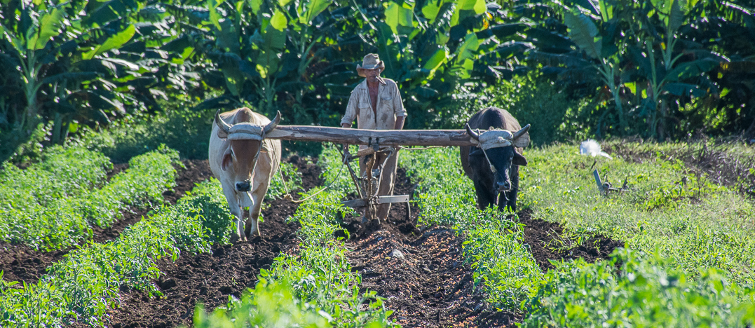 Comprometidos con la producción de alimentos campesinos camagüeyanos