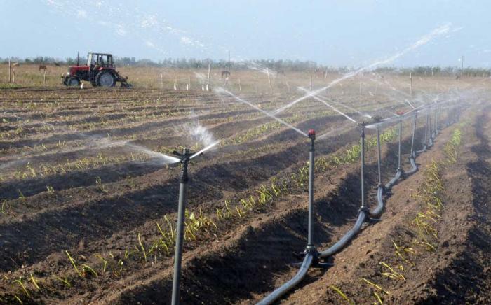La siembra de caña marcha al 68 %, con los niveles más bajos en Camagüey, Mayabeque, Matanzas, y Ciego de Ávila. La campaña de frío es decisiva para no enfrentar desabastecimientos a inicios del próximo año. Foto: Ronald Suárez Rivas / granma.cu Incrementar ingresos en divisa y reducir gastos