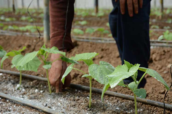 Foto: Tomada de prensa-latina.cu Obtienen en Camagüey eficaz fertilizante para varios cultivos