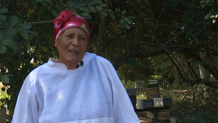 En el 2013 fue la mejor productora de miel en Cuba. Como acaba de cumplir 80 años de edad, Adelante digital lo celebra con la noticia del sobrecumplimiento del plan y con el néctar de sus historias de colmena. Foto: Gustavo Linares (Colaborador)