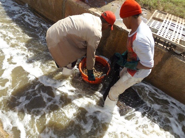 Foto: Tomada de radiosantacruz.cu Variantes para incrementar el cultivo del camarón