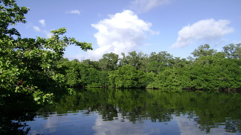 Foto: Tomada de Isla de la Juventud-cuba. Ciénagas de Lanier y de Zapata: las más atractivas de Cuba