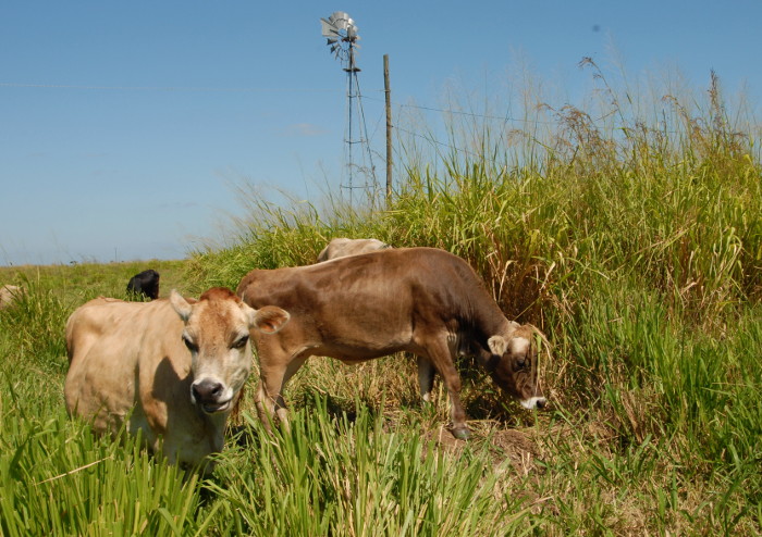 Fotos: Otilio Rivero Delgado y Leandro Pérez Pérez/Adelante/Archivo  Vacas camagüeyanas estrenarán microchip para su monitoreo