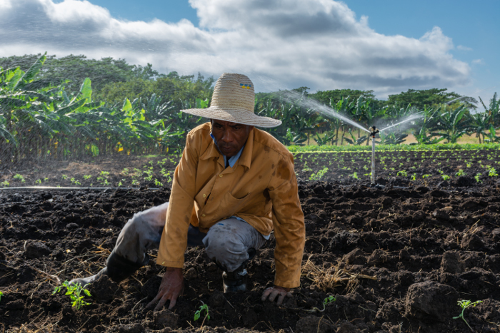 Photo: Leandro Pérez Pérez/Adelante Jimaguayú’s peasants work to contribute more to the food of the people