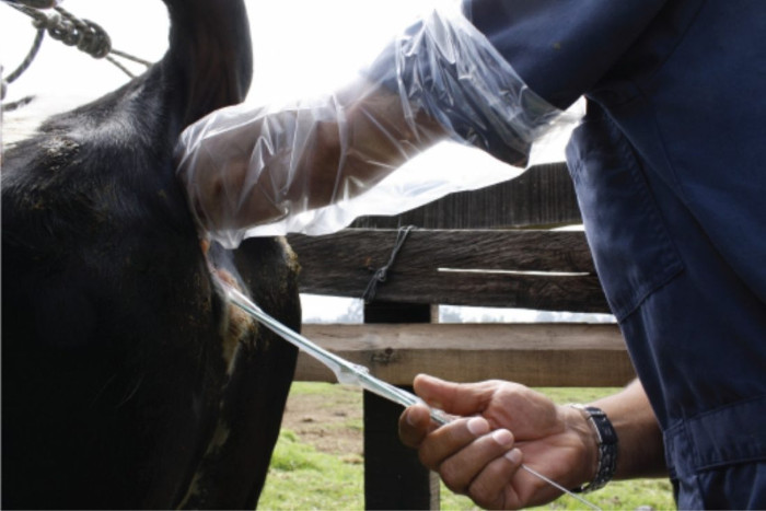 Foto: Tomada de agrocolun.cl Novedosa inseminación artificial a tiempo fijo