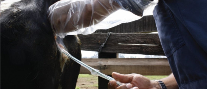 Novedosa inseminación artificial a tiempo fijo 