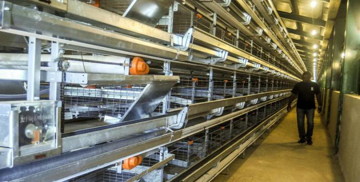 Foto: Tomada de radiohc.cu Próxima inauguración de granja avícola automatizada en Las Clavellinas