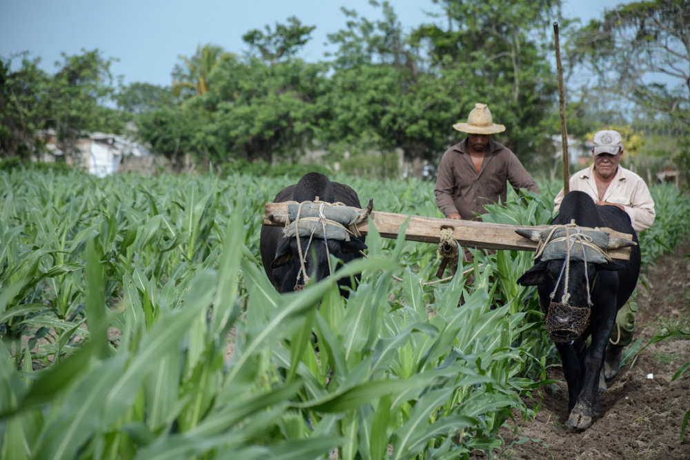 Las cooperativas son el corazón de la agricultura en Cuba
