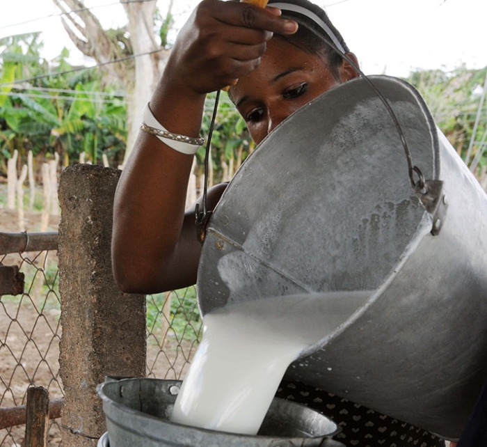 Foto: Orlando Durán Hernández /Adelante Retos de la ganadería camagüeyana
