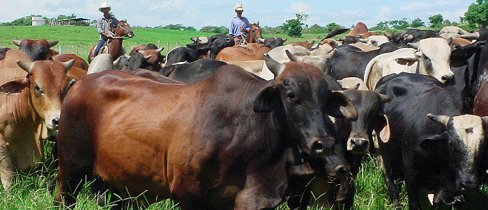 Crece en Camagüey colaboración económica internacional