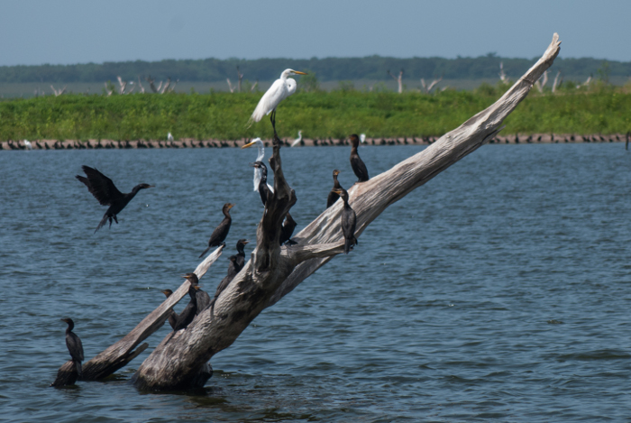 Foto: Leandro Pérez Pérez/Adelante/Archivo Viceministro del Citma evalúa Tarea Vida en Camagüey