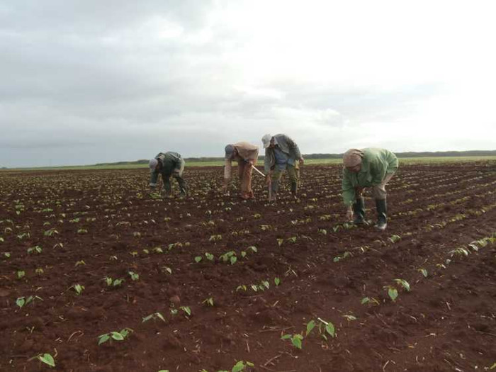 Sierra de Cubitas consolidates food